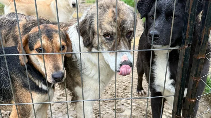 50 Dogs Are About to Lose Their Only Shelter in Albania
