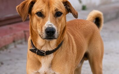 Brutal Killing of Pet Dog in India Sparks Legal Action: OIPA ETS India Leads Fight for Justice