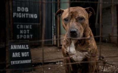 Italy Under Pressure to Unlock Funds for Dogs Rescued from Fighting Rings
