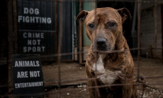 Italy Under Pressure to Unlock Funds for Dogs Rescued from Fighting Rings