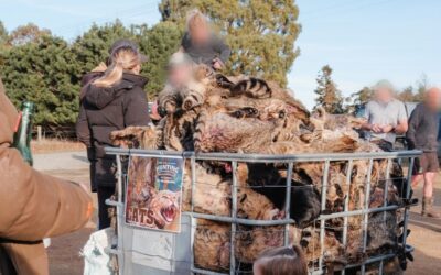 OIPA ETS and Network for Animals Launch Joint International Action on New Zealand’s Predator Free 2050 Strategy
