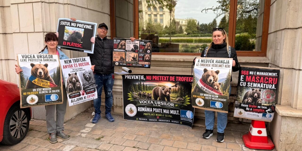 OIPA ETS raises concerns over Romania’s bear management policies under EU law