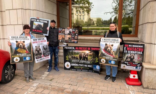OIPA ETS raises concerns over Romania’s bear management policies under EU law