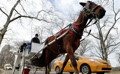 OIPA ETS Calls for an End to Horse-Drawn Carriages After Another Tragedy in New York