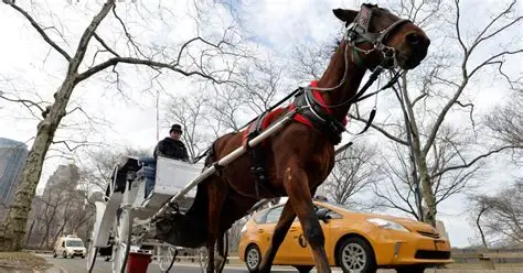 OIPA ETS Calls for an End to Horse-Drawn Carriages After Another Tragedy in New York