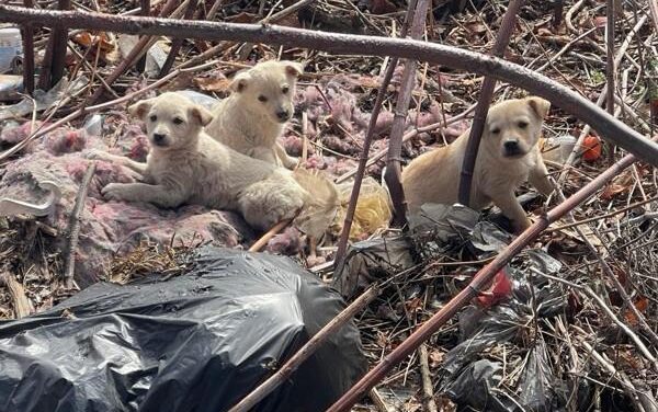 Sterilization, Not Euthanasia: Emergency Appeal for Romania