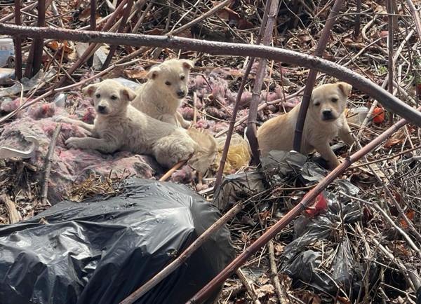 Sterilization, Not Euthanasia: Emergency Appeal for Romania