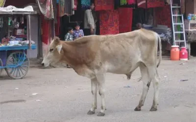 India: OIPA Representative Calls for Investigation Following the Discovery of More Than 500 Dead Cows in Rajasthan