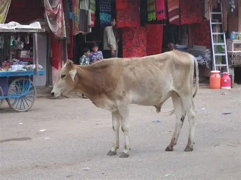 India: OIPA Representative Calls for Investigation Following the Discovery of More Than 500 Dead Cows in Rajasthan
