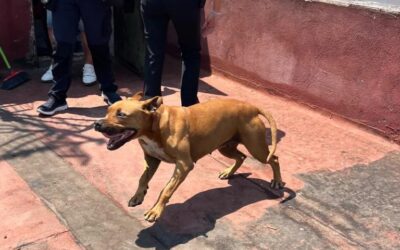 Italy: OIPA Zoophile Guards Intervene to Rescue Dog Left Under the Scorching Sun on a Rooftop in Naples