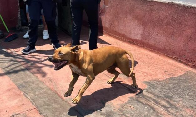 Italy: OIPA Zoophile Guards Intervene to Rescue Dog Left Under the Scorching Sun on a Rooftop in Naples