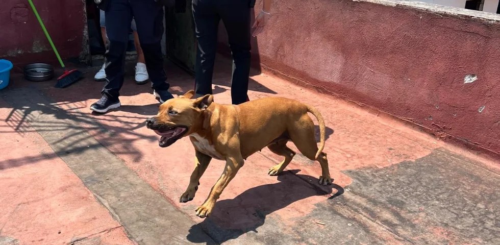 Italy: OIPA Zoophile Guards Intervene to Rescue Dog Left Under the Scorching Sun on a Rooftop in Naples