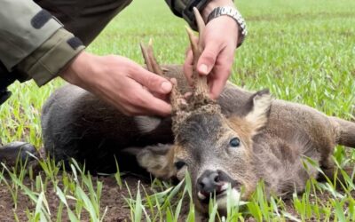 OIPA Italy Steps Up Action Against Italy’s Proposed Hunting Bill (DDL Caccia)