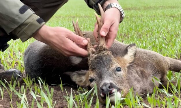 OIPA Italy Steps Up Action Against Italy’s Proposed Hunting Bill (DDL Caccia)