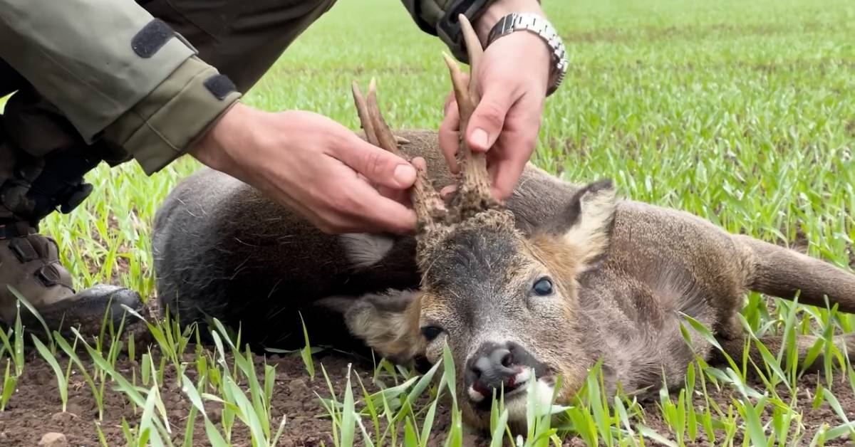 OIPA Italy Steps Up Action Against Italy’s Proposed Hunting Bill (DDL Caccia)