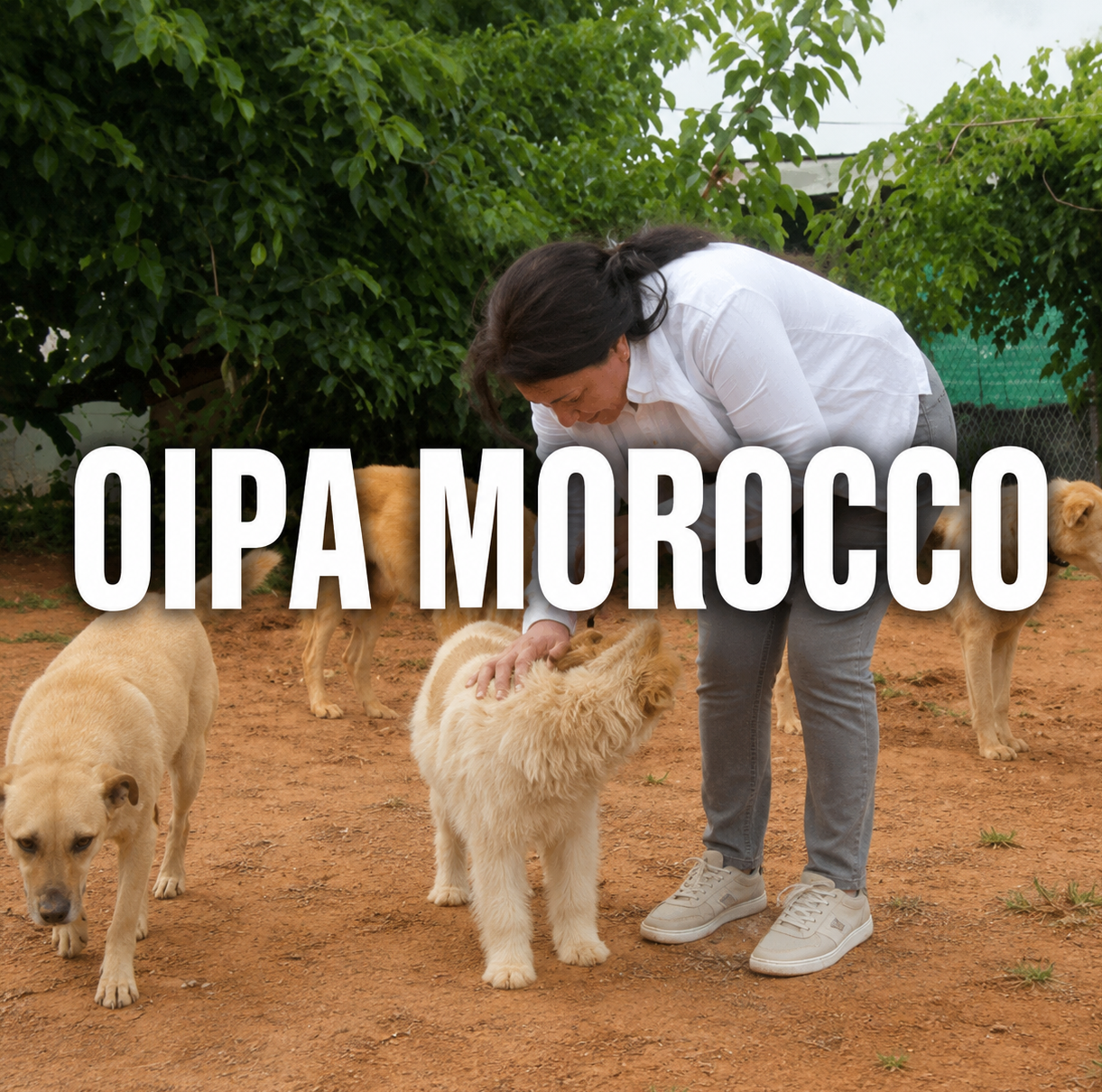 oipa-cameroon