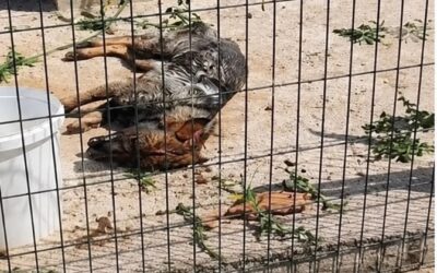 OIPA ETS Calls for Institutional Action Over Serious Animal Welfare Cases in Croatia
