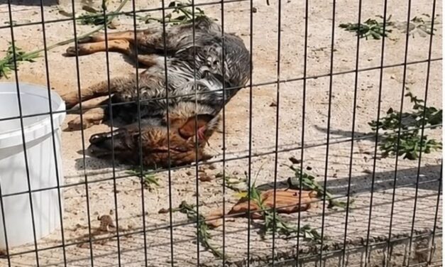 OIPA ETS Calls for Institutional Action Over Serious Animal Welfare Cases in Croatia