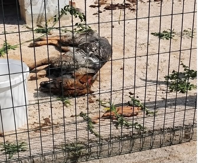 OIPA ETS Calls for Institutional Action Over Serious Animal Welfare Cases in Croatia
