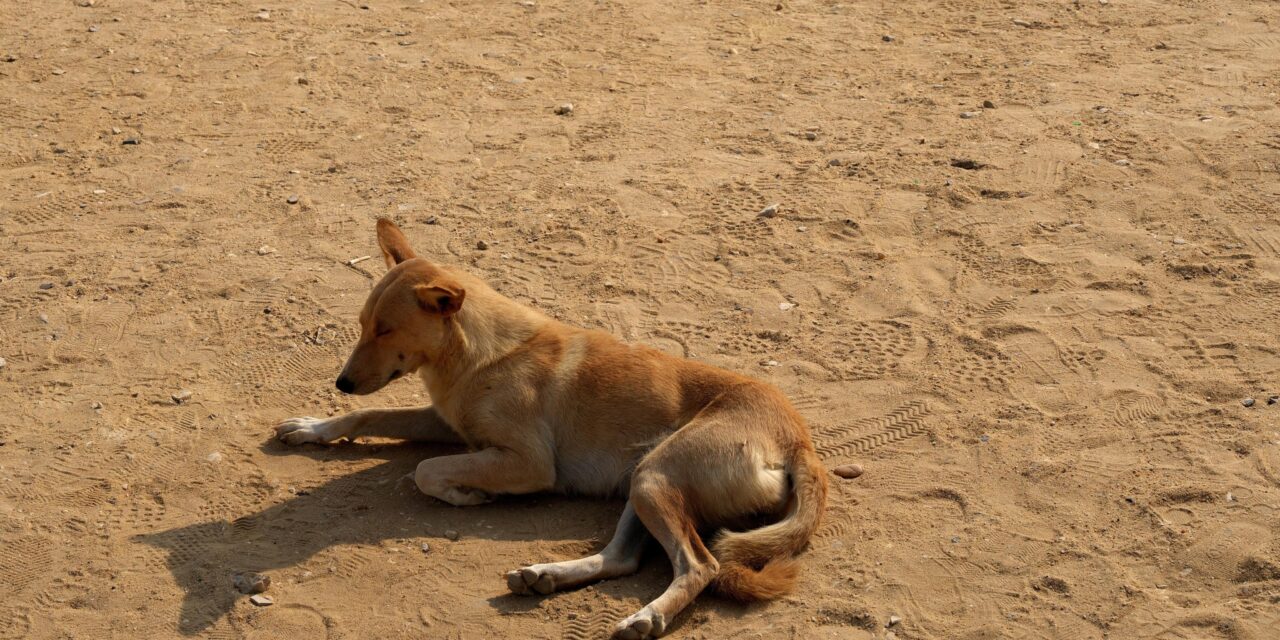 Stray Dogs in Egypt: OIPA ETS Calls for Immediate Action to Stop Poisoning, Killing and Abandonme