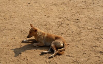 Stray Dogs in Egypt: OIPA ETS Calls for Immediate Action to Stop Poisoning, Killing and Abandonme