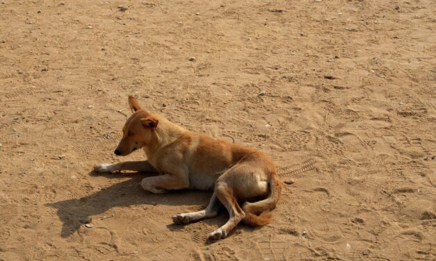 Stray Dogs in Egypt: OIPA ETS Calls for Immediate Action to Stop Poisoning, Killing and Abandonme