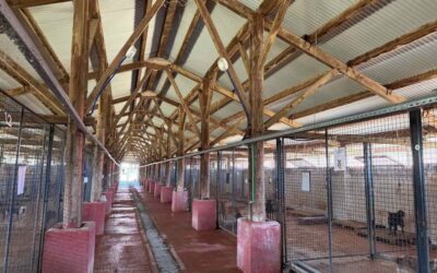 Help Shelter Dogs in Banja Luka: OIPA Bosnia Raises Funds for New Outdoor Enclosures
