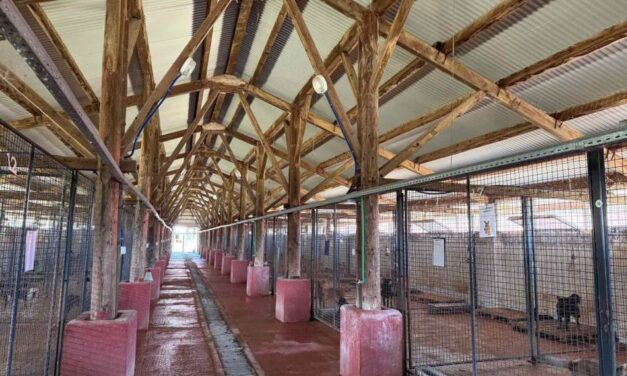 Help Shelter Dogs in Banja Luka: OIPA Bosnia Raises Funds for New Outdoor Enclosures