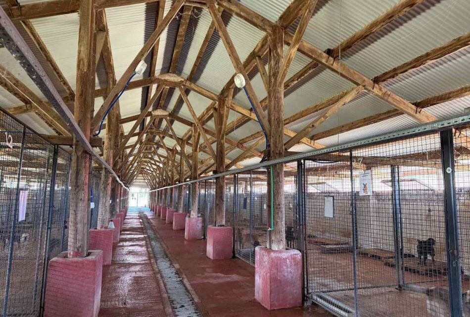 Help Shelter Dogs in Banja Luka: OIPA Bosnia Raises Funds for New Outdoor Enclosures