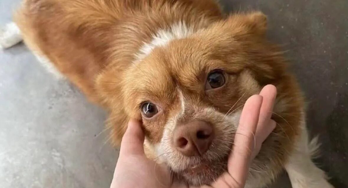 JUSTICE FOR WANG WANG: SIGN THE PETITION TO DEMAND STRONGER ANIMAL PROTECTION LAWS IN CHINA