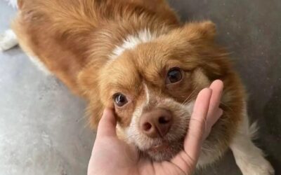 JUSTICE FOR WANG WANG: SIGN THE PETITION TO DEMAND STRONGER ANIMAL PROTECTION LAWS IN CHINA
