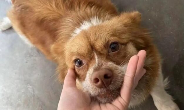 JUSTICE FOR WANG WANG: SIGN THE PETITION TO DEMAND STRONGER ANIMAL PROTECTION LAWS IN CHINA