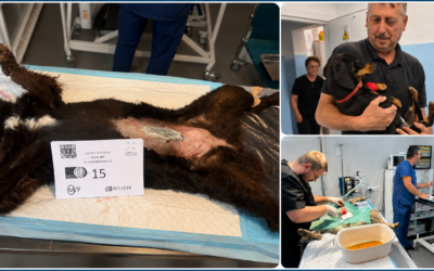 Romania’s Dogs Still Need Us: Help Continue the Sterilization Campaign