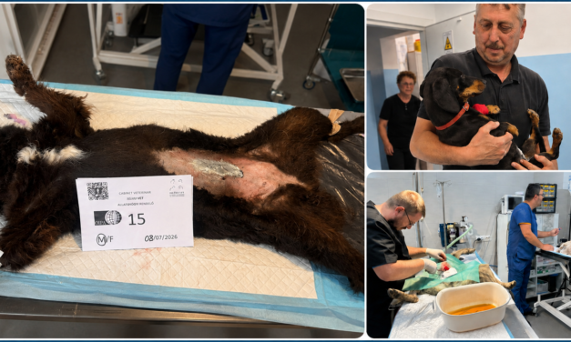 Romania’s Dogs Still Need Us: Help Continue the Sterilization Campaign