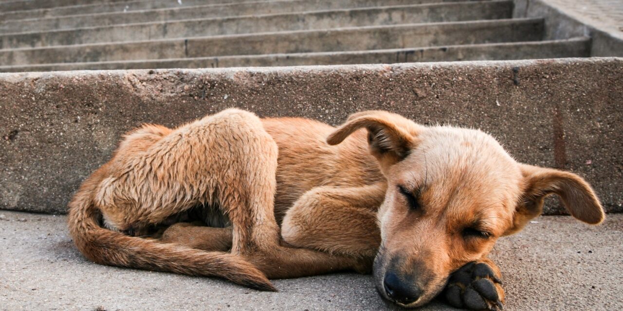 Algeria: OIPA ETS Calls for an End to Stray-Animal Culling and Urges a One Health Approach