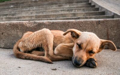 Algeria: OIPA ETS Calls for an End to Stray-Animal Culling and Urges a One Health Approach