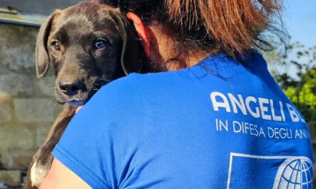 OIPA Italy at the Heart of a New Community Model to Tackle Stray Animals