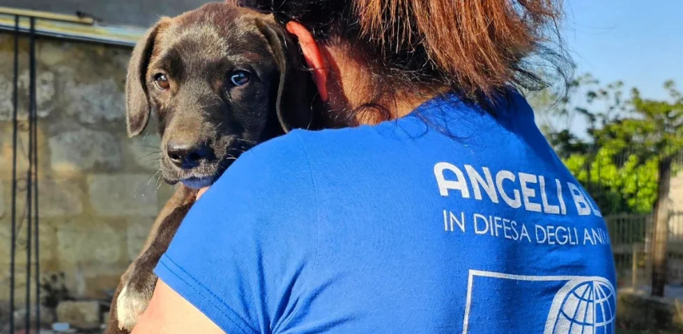 OIPA Italy at the Heart of a New Community Model to Tackle Stray Animals