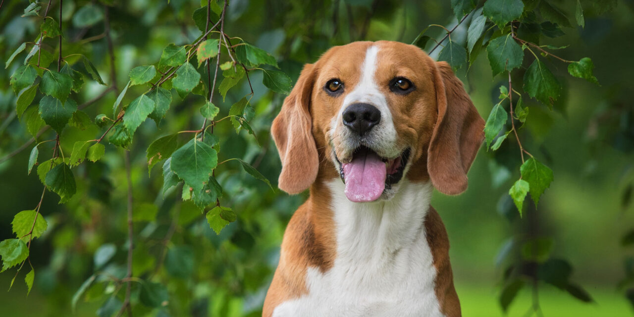 Ridglan Farms Permanently Closes: More Than 2,100 Beagles Saved from Animal Testing