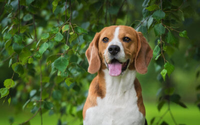 Ridglan Farms Permanently Closes: More Than 2,100 Beagles Saved from Animal Testing