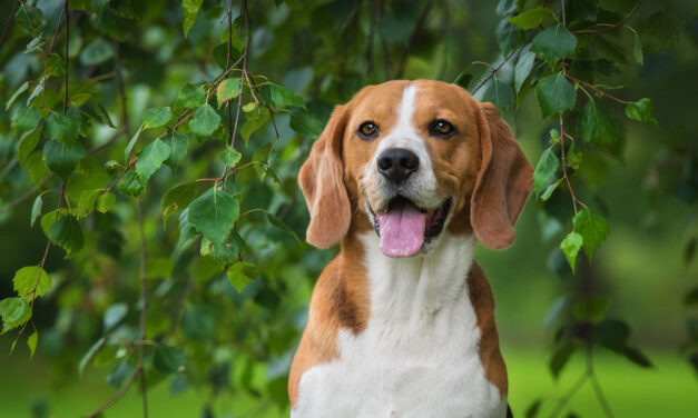 Ridglan Farms Permanently Closes: More Than 2,100 Beagles Saved from Animal Testing