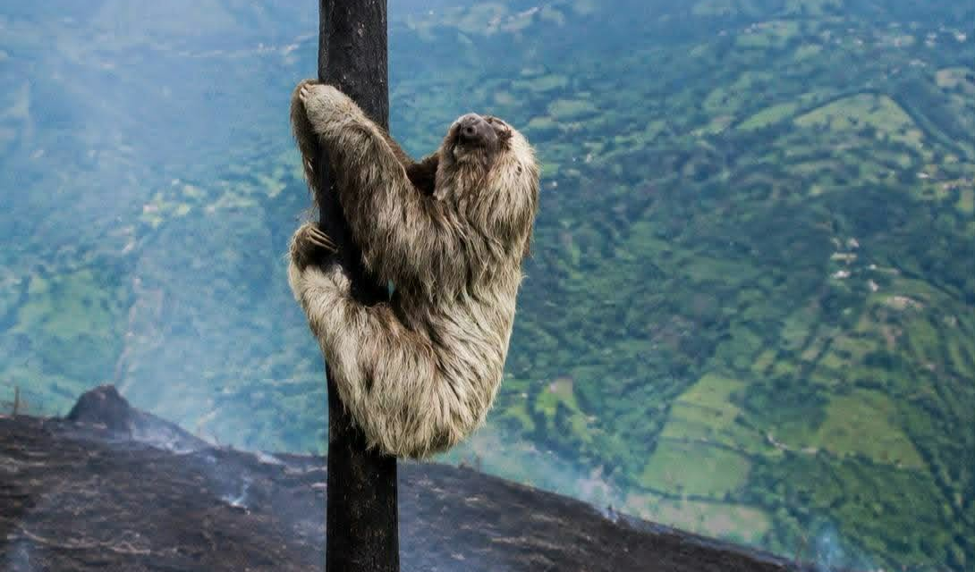 COLOMBIA WILDFIRES: ANIMALS NEED HELP NOW