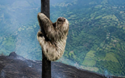 COLOMBIA WILDFIRES: ANIMALS NEED HELP NOW