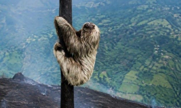 COLOMBIA WILDFIRES: ANIMALS NEED HELP NOW