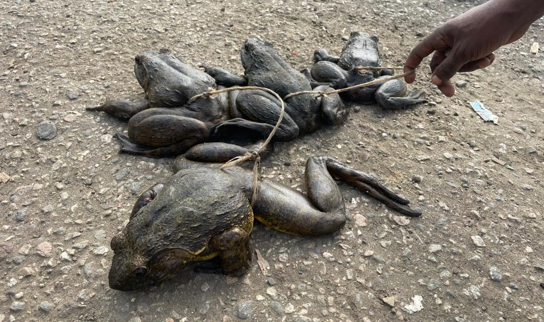 Cameroon’s Goliath Frog Is in Danger: OIPA Cameroon Takes Action to Save the World’s Largest Frog