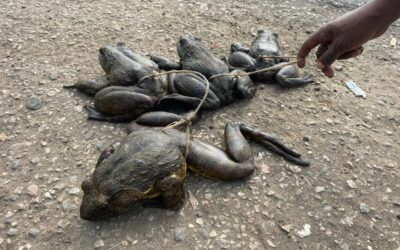 Cameroon’s Goliath Frog Is in Danger: OIPA Cameroon Takes Action to Save the World’s Largest Frog