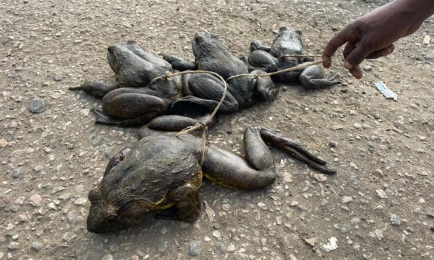 Cameroon’s Goliath Frog Is in Danger: OIPA Cameroon Takes Action to Save the World’s Largest Frog