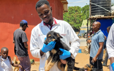 International Dog Day 2026: Different Countries, Different Lives – But Every Dog Deserves Protection