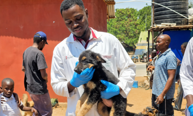 International Dog Day 2026: Different Countries, Different Lives – But Every Dog Deserves Protection