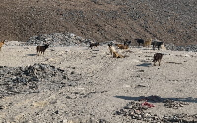 OIPA ETS SEEKS CLARIFICATION OVER REPORTED RELOCATION OF FREE-ROAMING DOGS IN MANSOURA-EGYPT